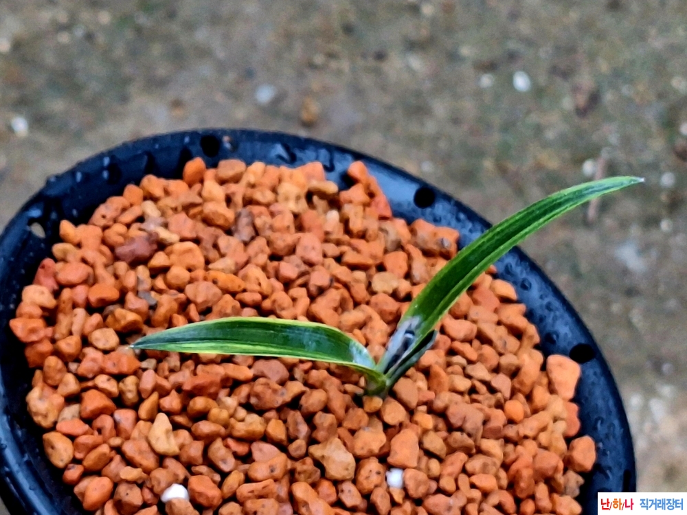 단엽성금계녹호산반