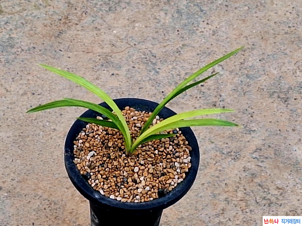 입변전면서산반