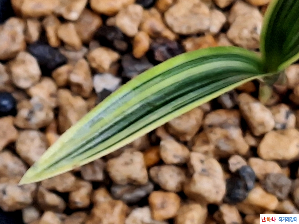 입변산반대복륜