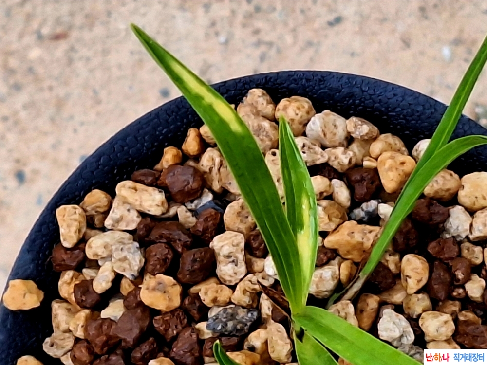 단엽성입변호반