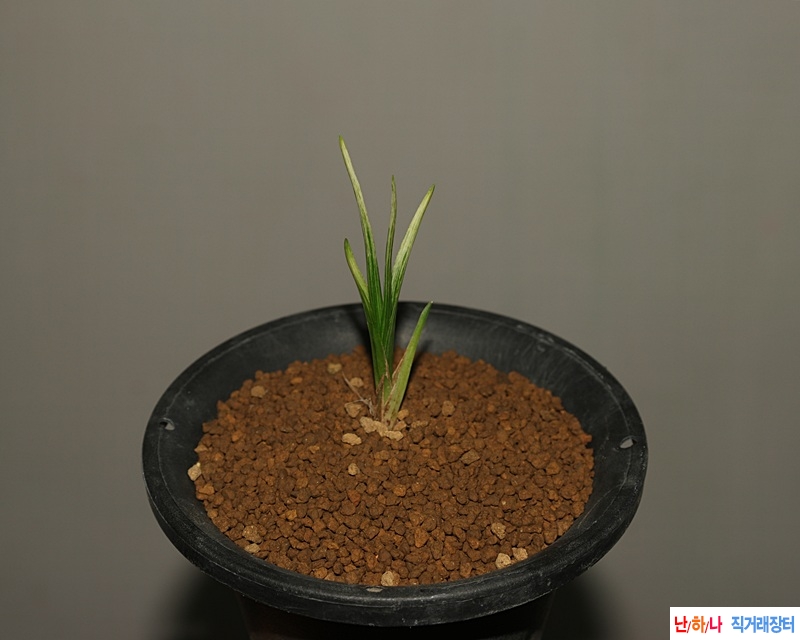 남해산채  취록입변산?