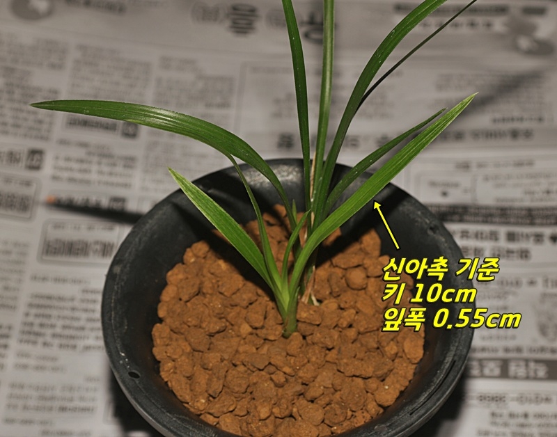 하동 산채 백산반