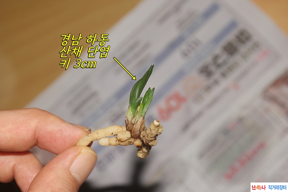 산채 단엽 생강근 ☆