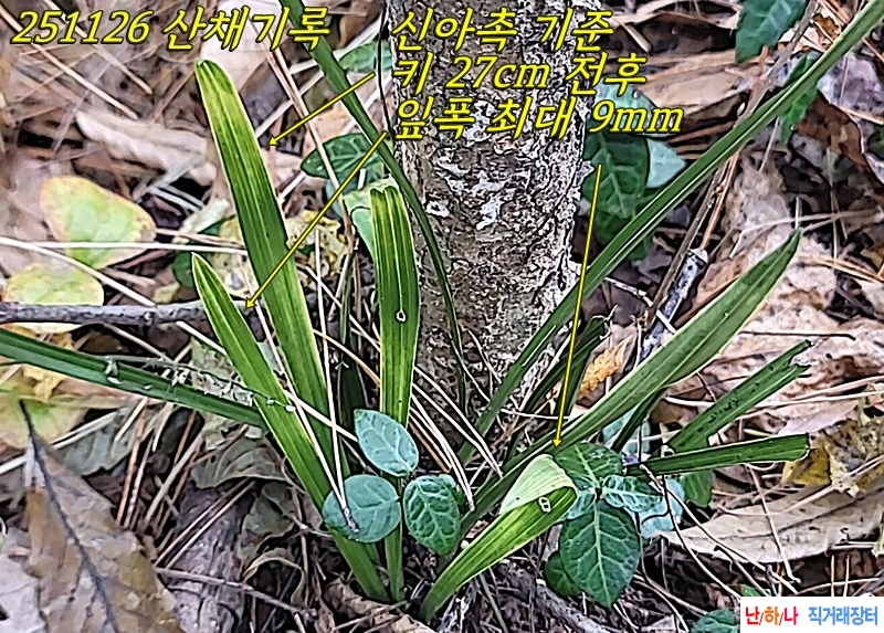 하동 특대형 반물 사자?