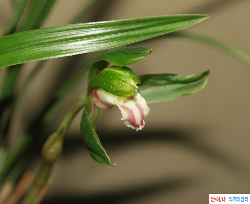 산채후 초화 산반화