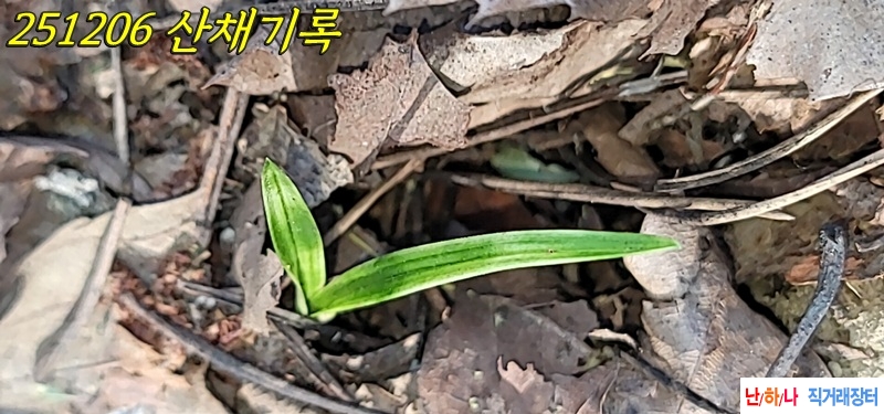 산채 서반과 두화변