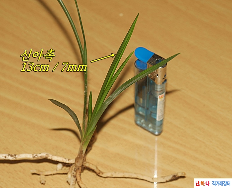 하동 양보 산채 두화변