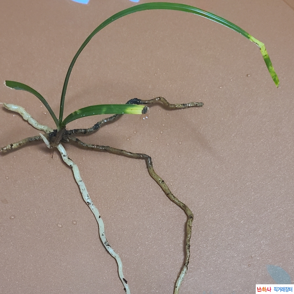 산채 호반 무늬