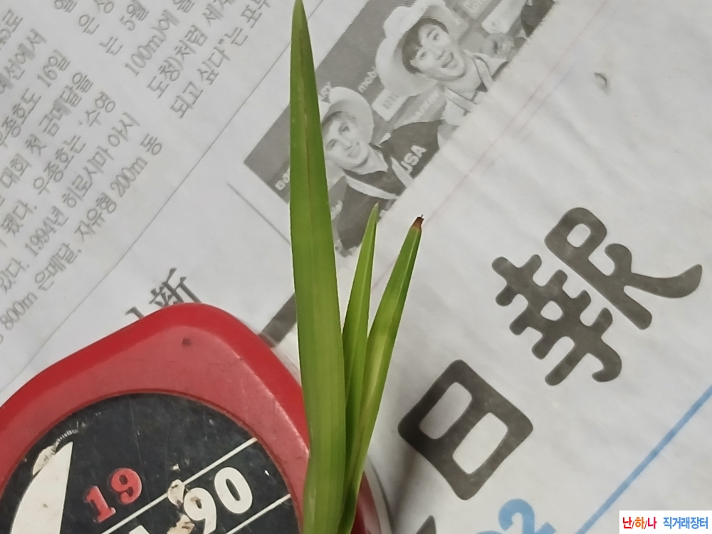 산채 생강근서반