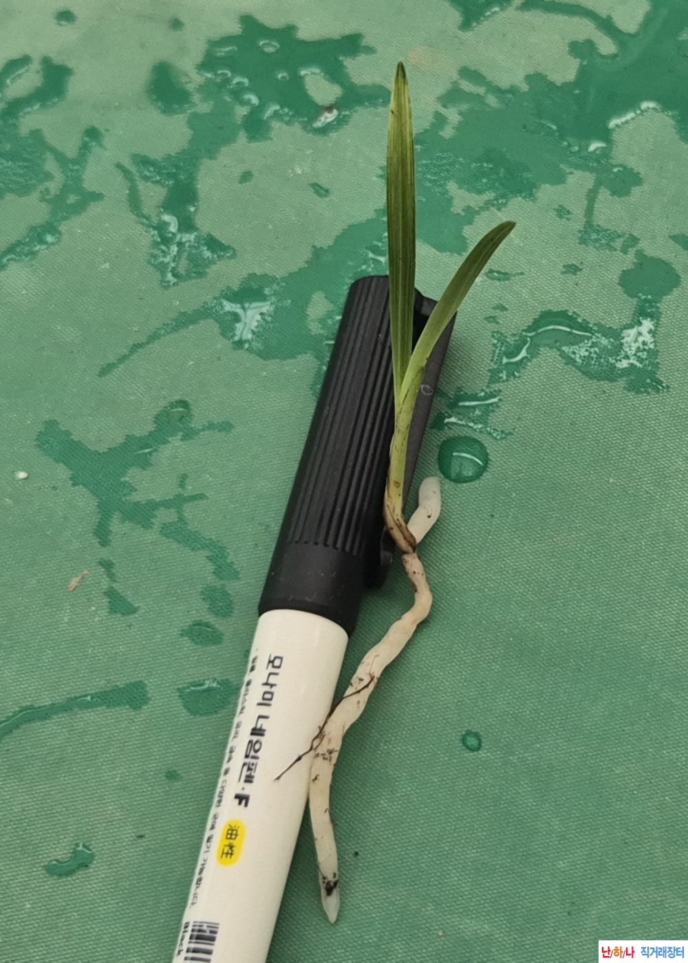 산채입변