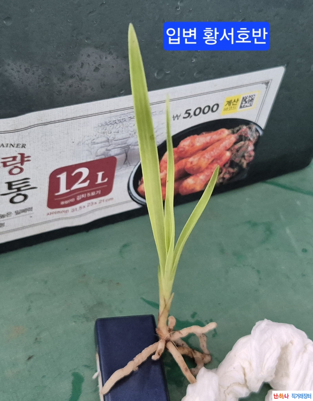 산채입엽