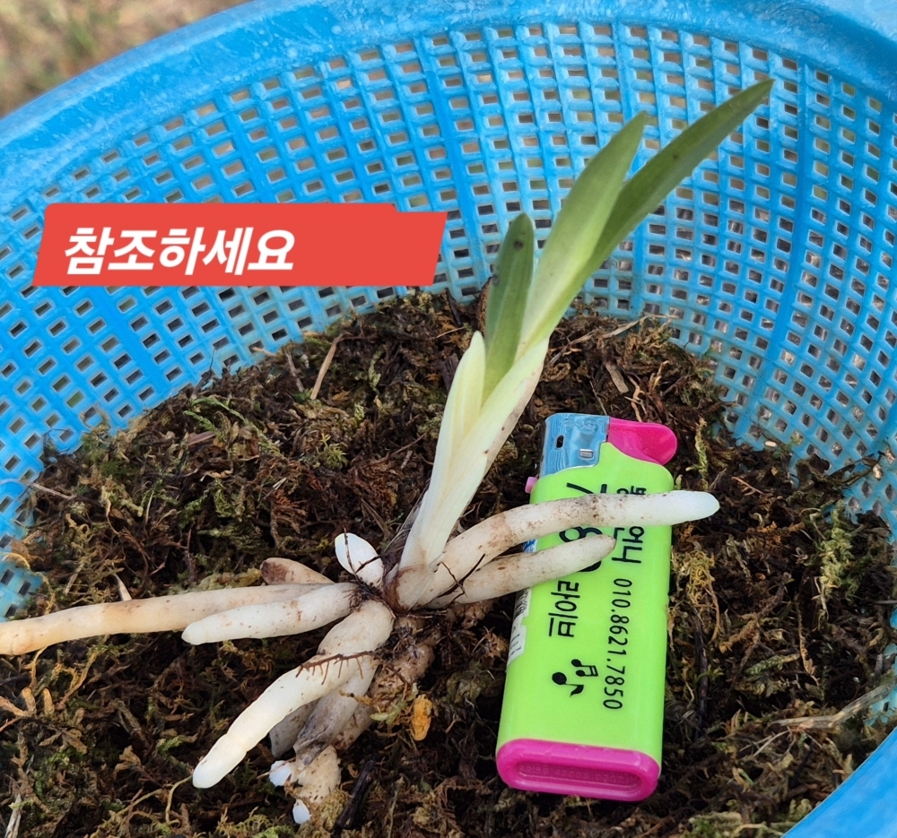 신채단렵성