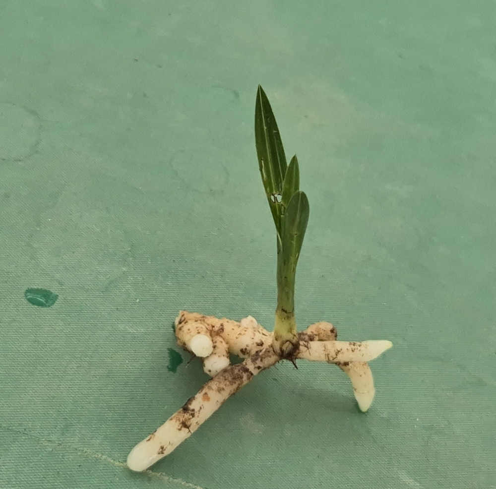산채