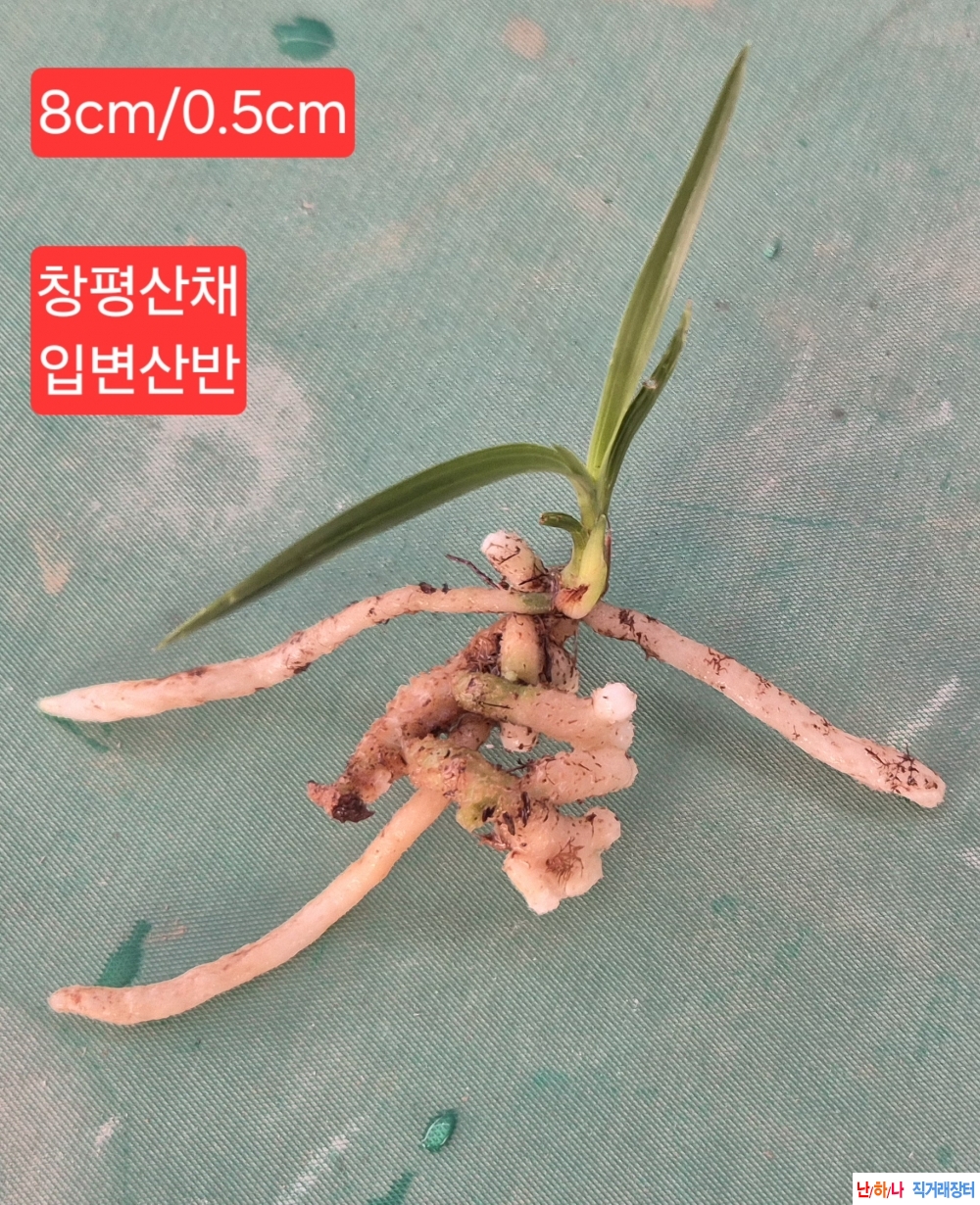 산채입변
