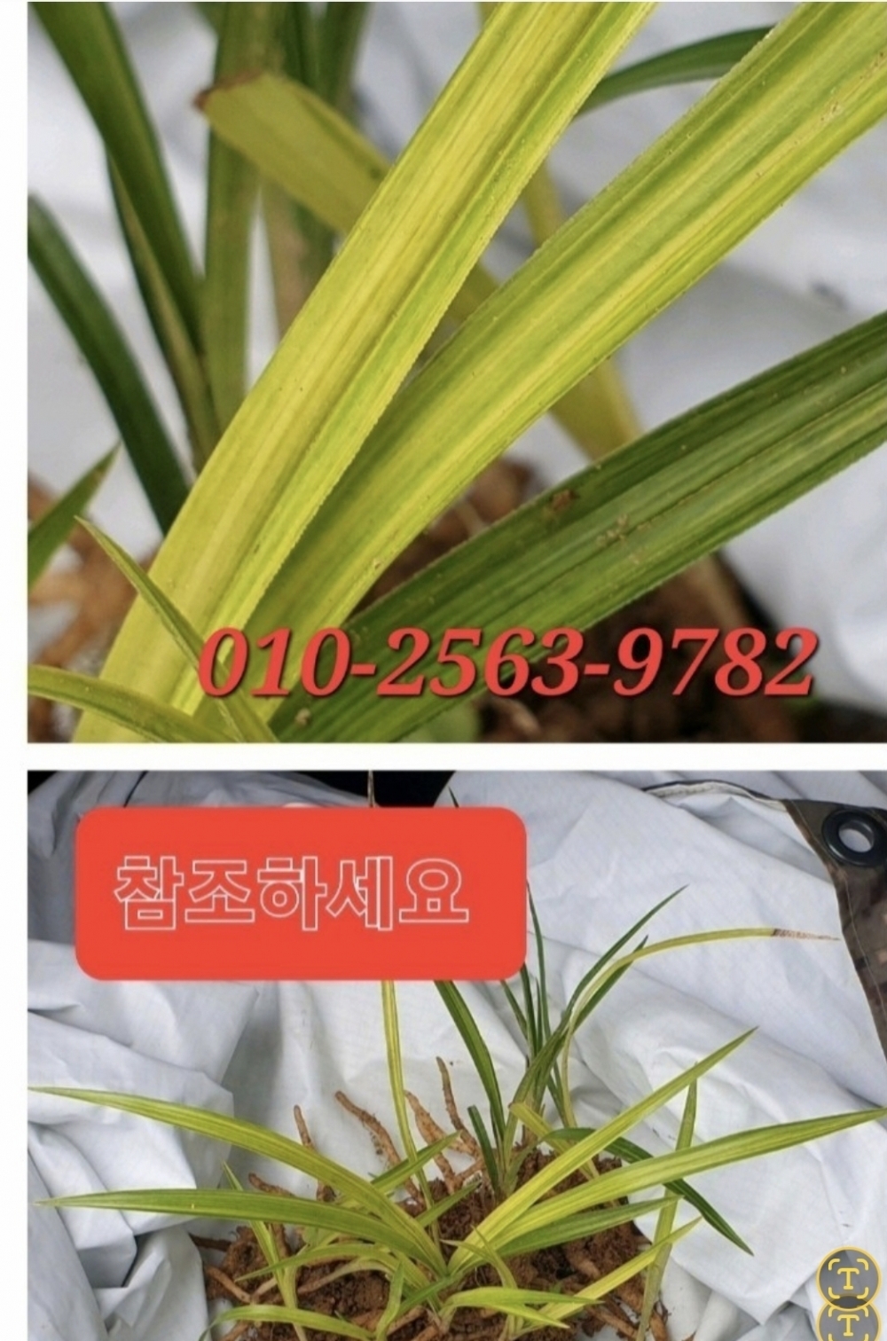 산채