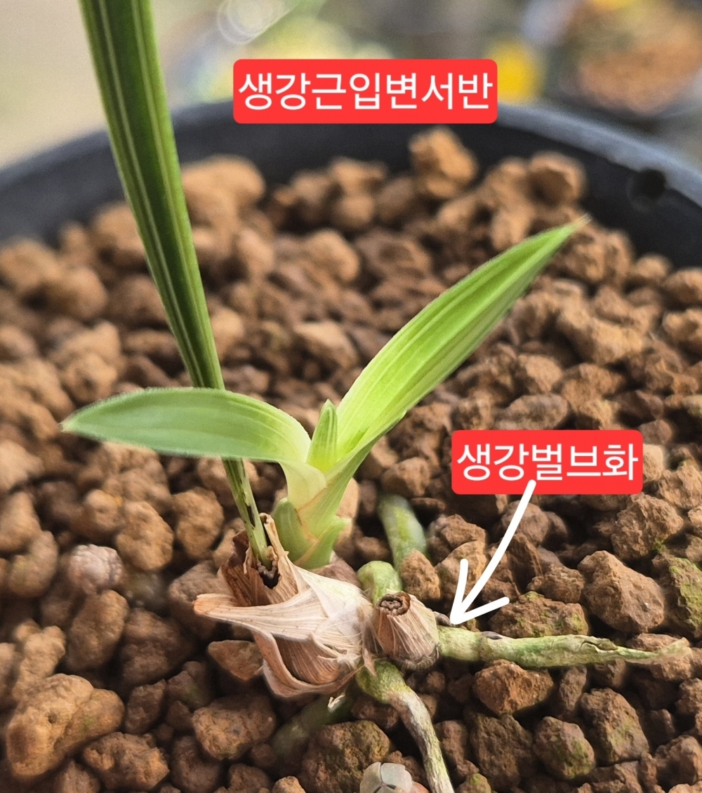 생강근 입변