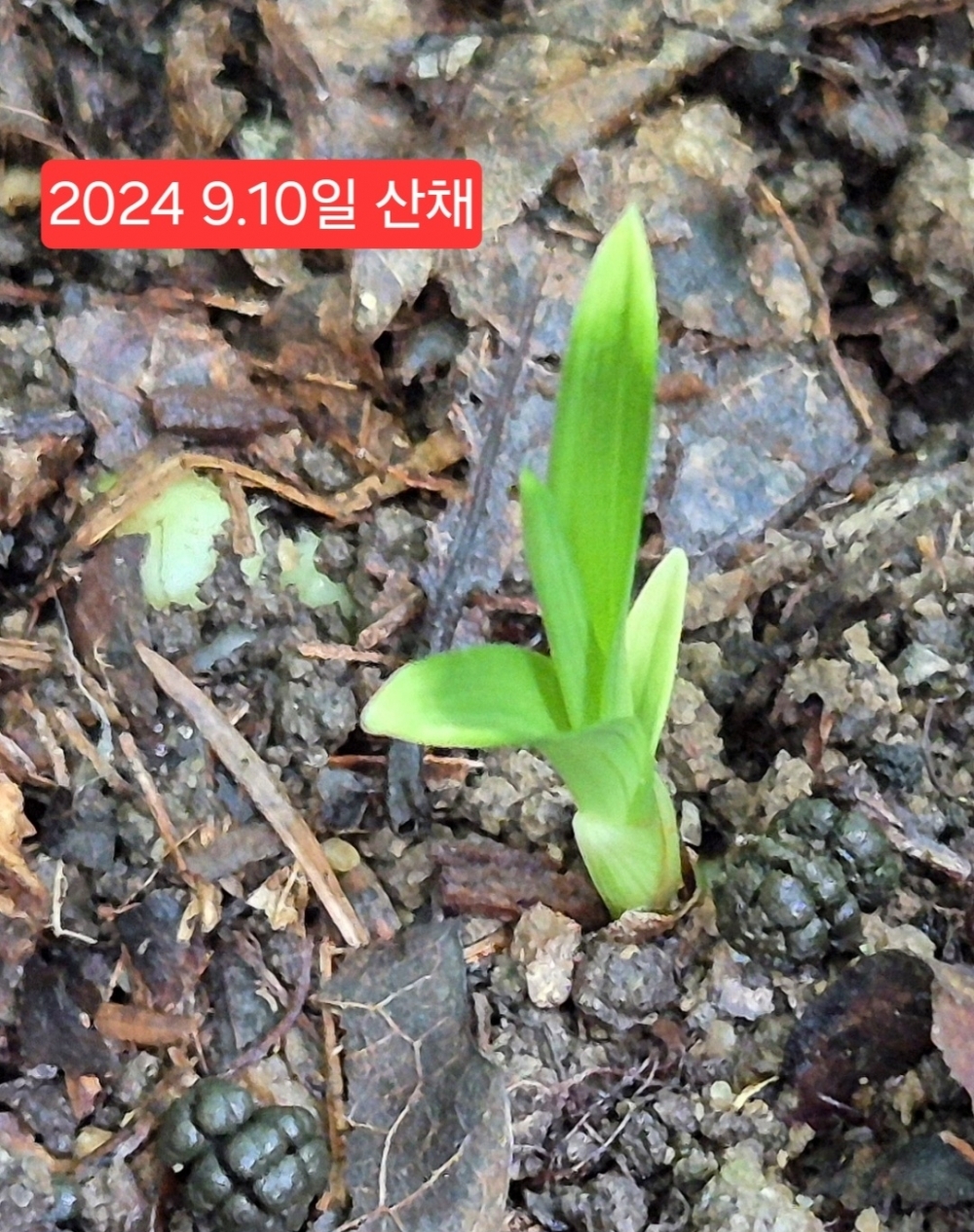 산채입변