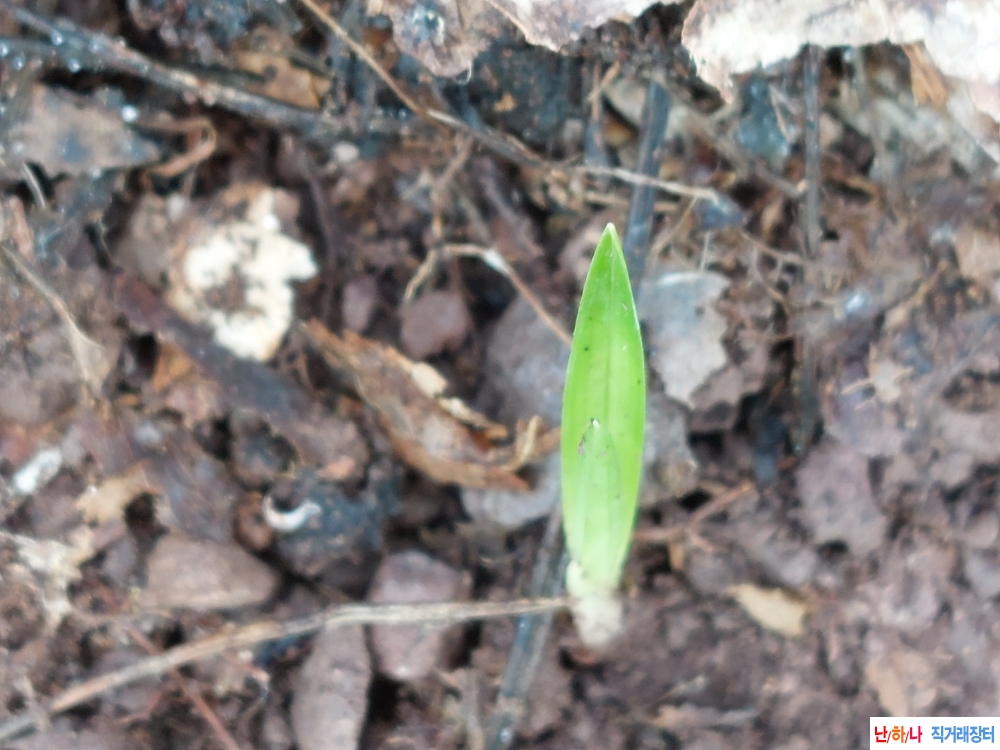 산채 박아지반물입변