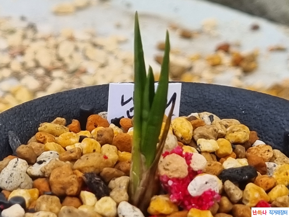 산채생강 반성단엽