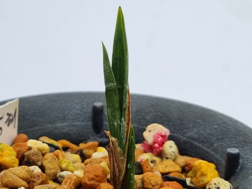 올봄산채품 생강