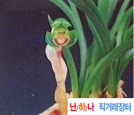 수상두화