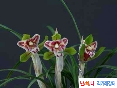 삼설기화