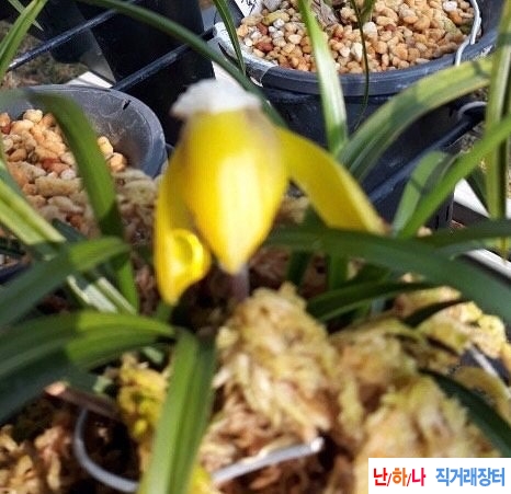 진성황화