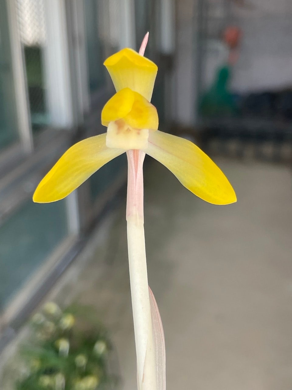 진성황화