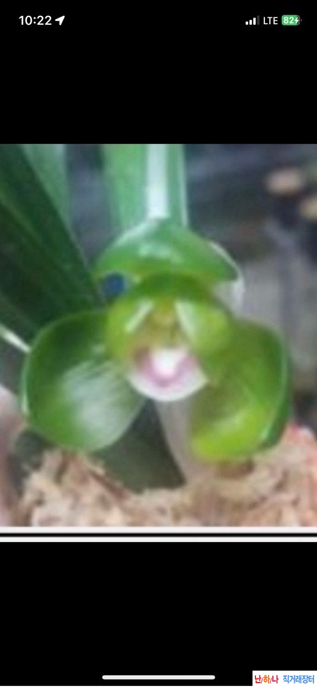 두화