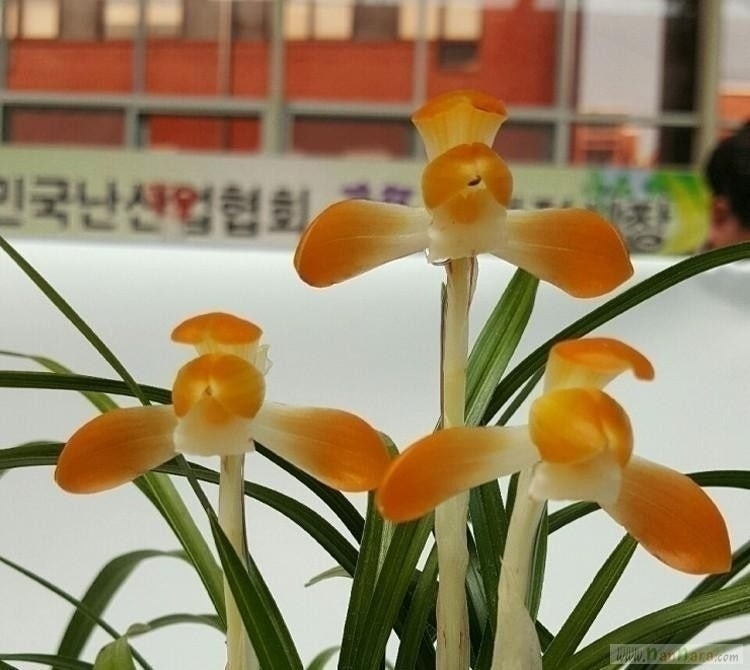 화예3품종