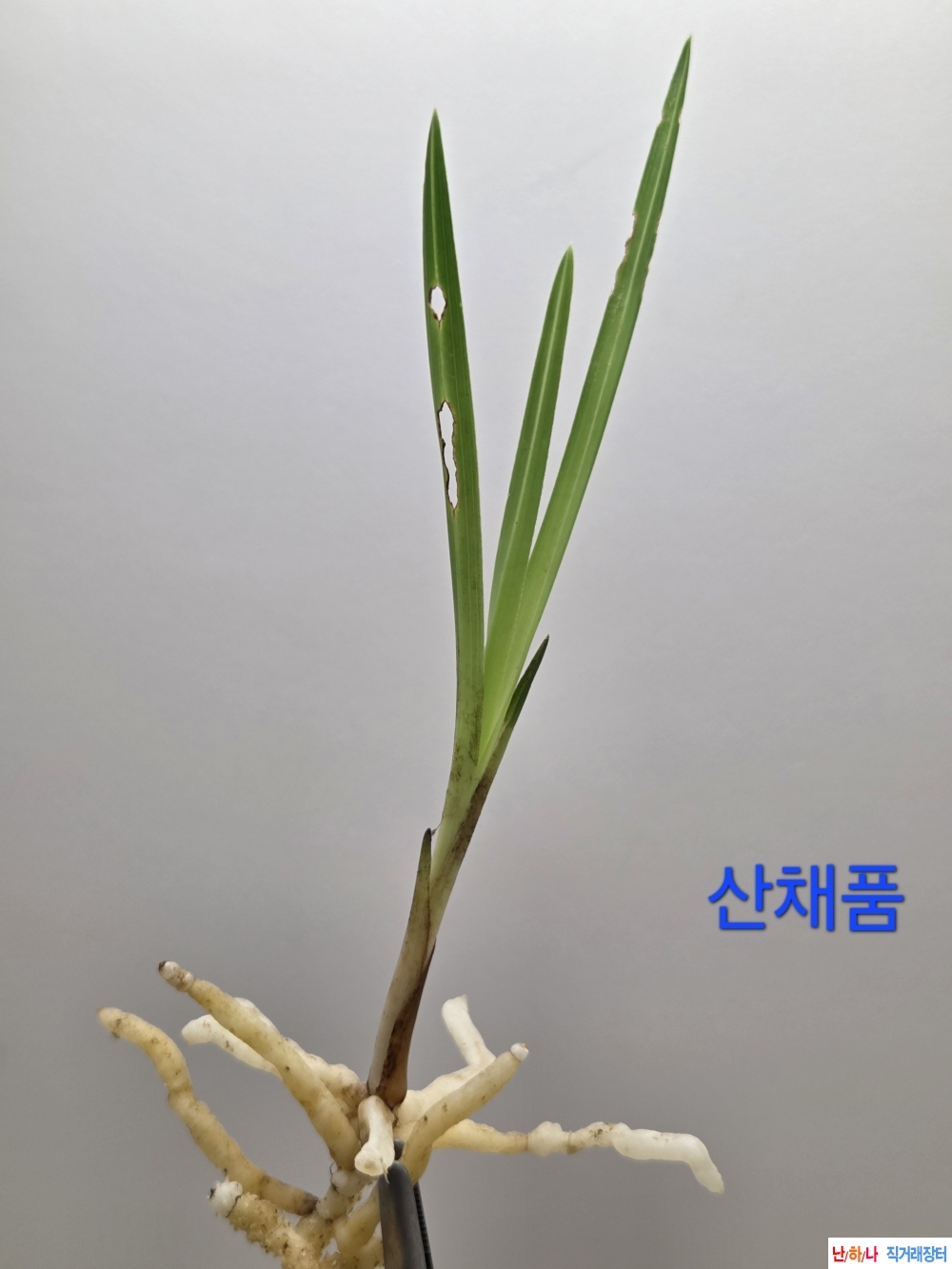 산채품