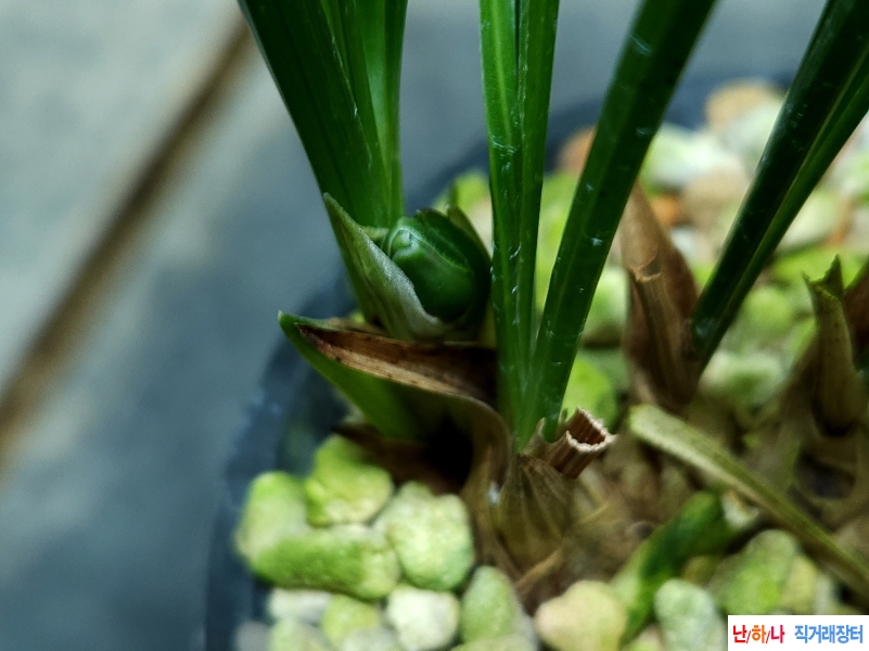 표말분실한난( 꽃1대)