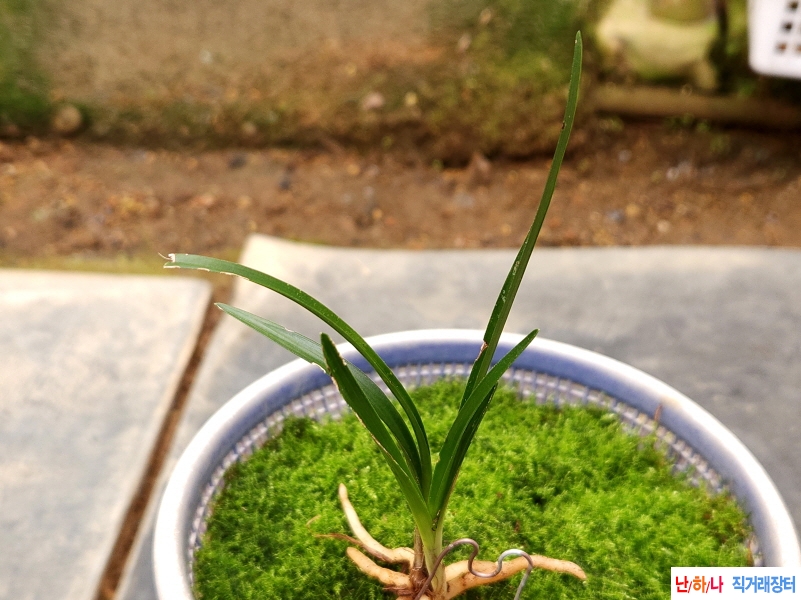 산채빠다입변(생강근)