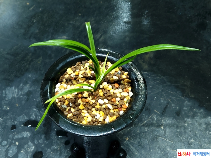 배양해볼만한 서반