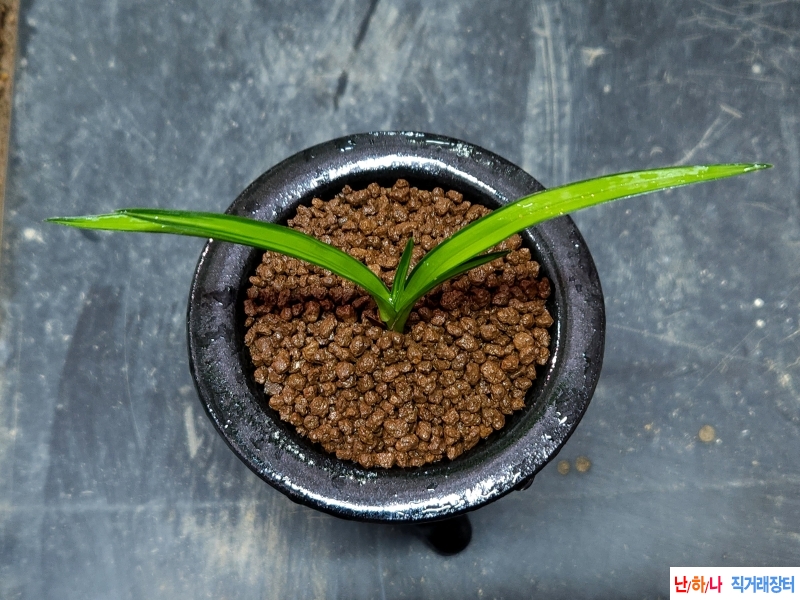 전년도산채 입변성 감?