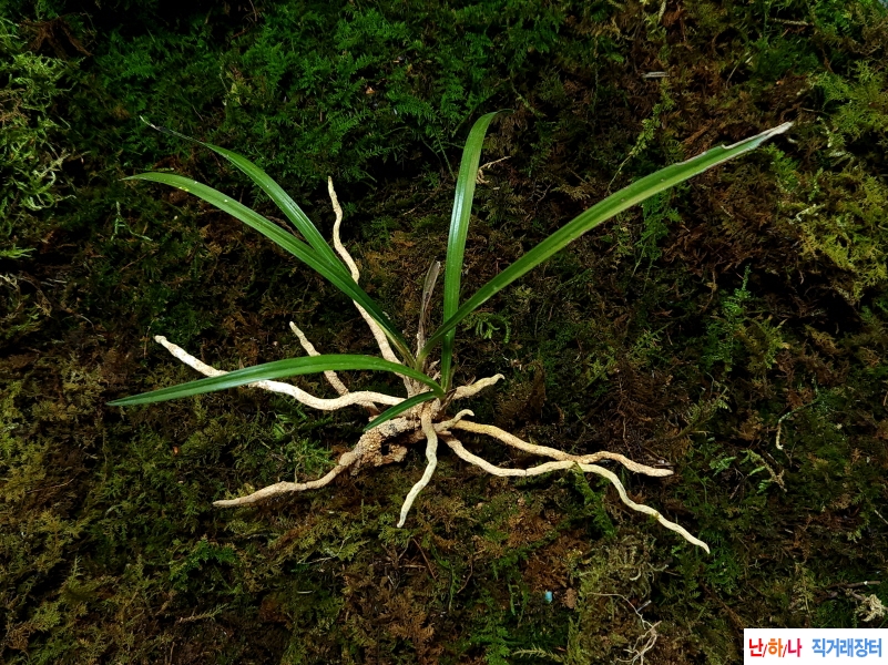 산채엽성기부서반(생강근)