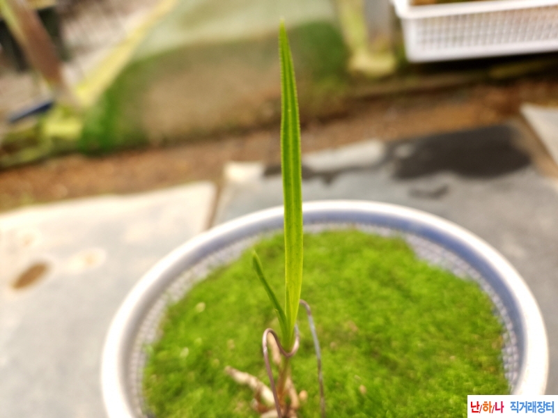 산채서반(생강근)