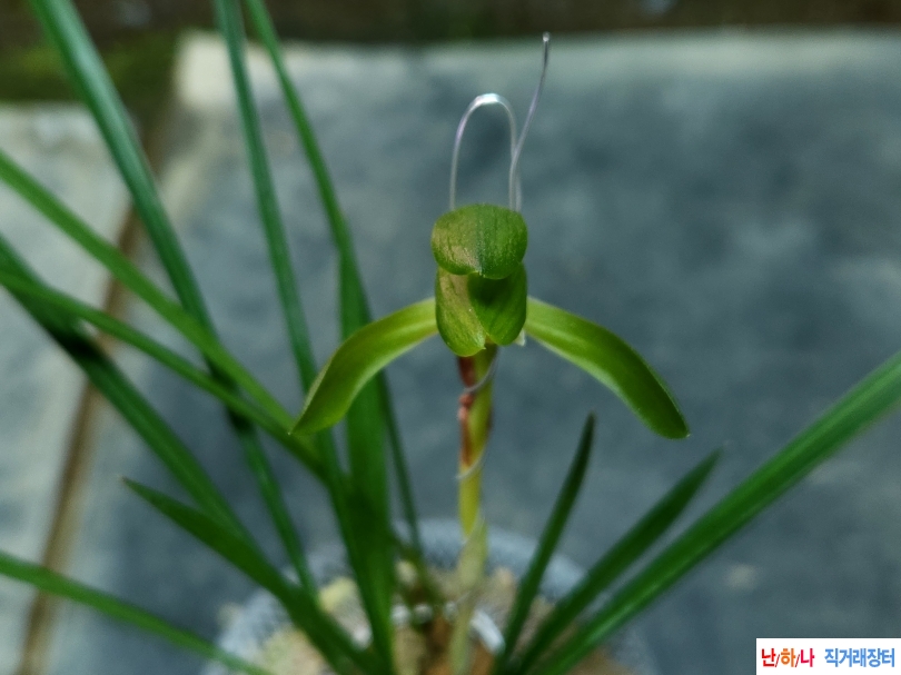 취록소심(꽃1대)