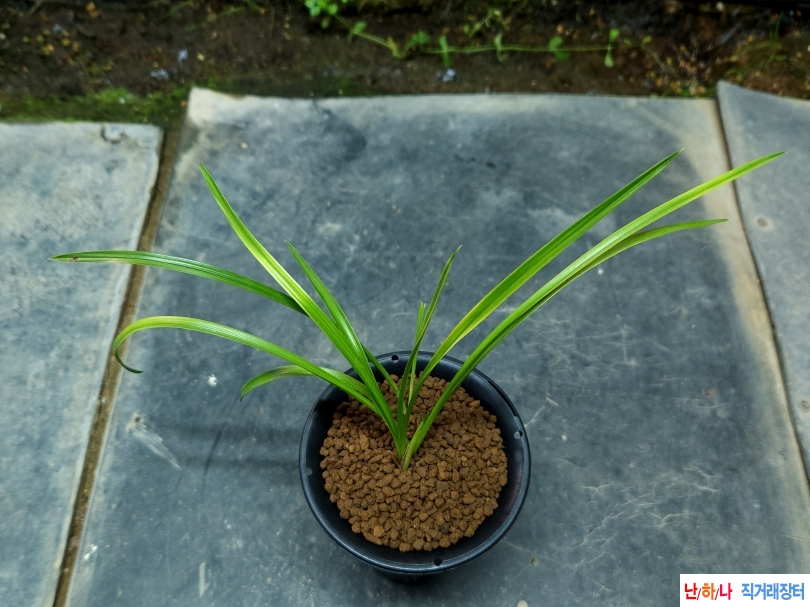 엽성서반(미개화)