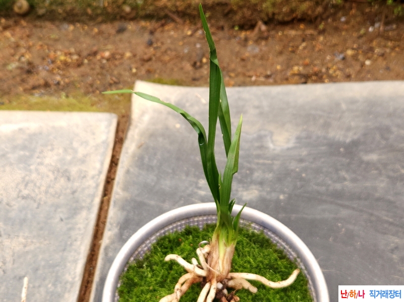 산채기엽(생강근)