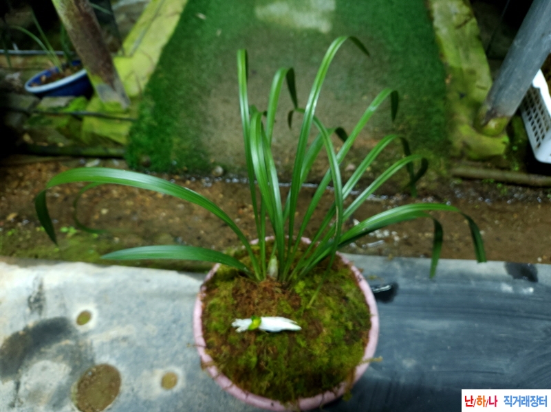 산채초광엽 대륜황화?