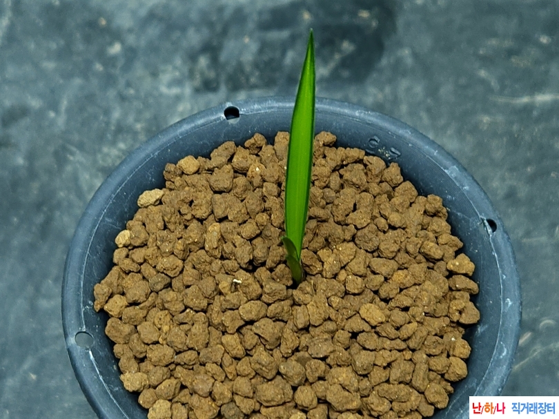 전년도산채 입변감중?