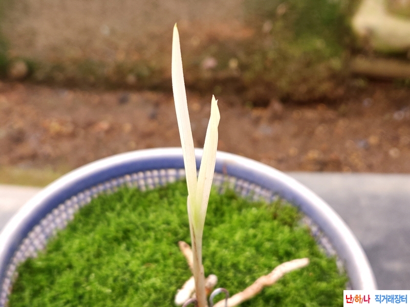 산채백서(생강근)