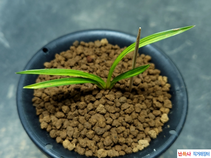 산채입변산반중투(생?