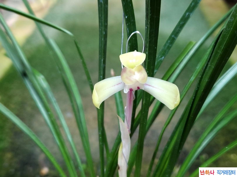 화형백화(꽃1대)