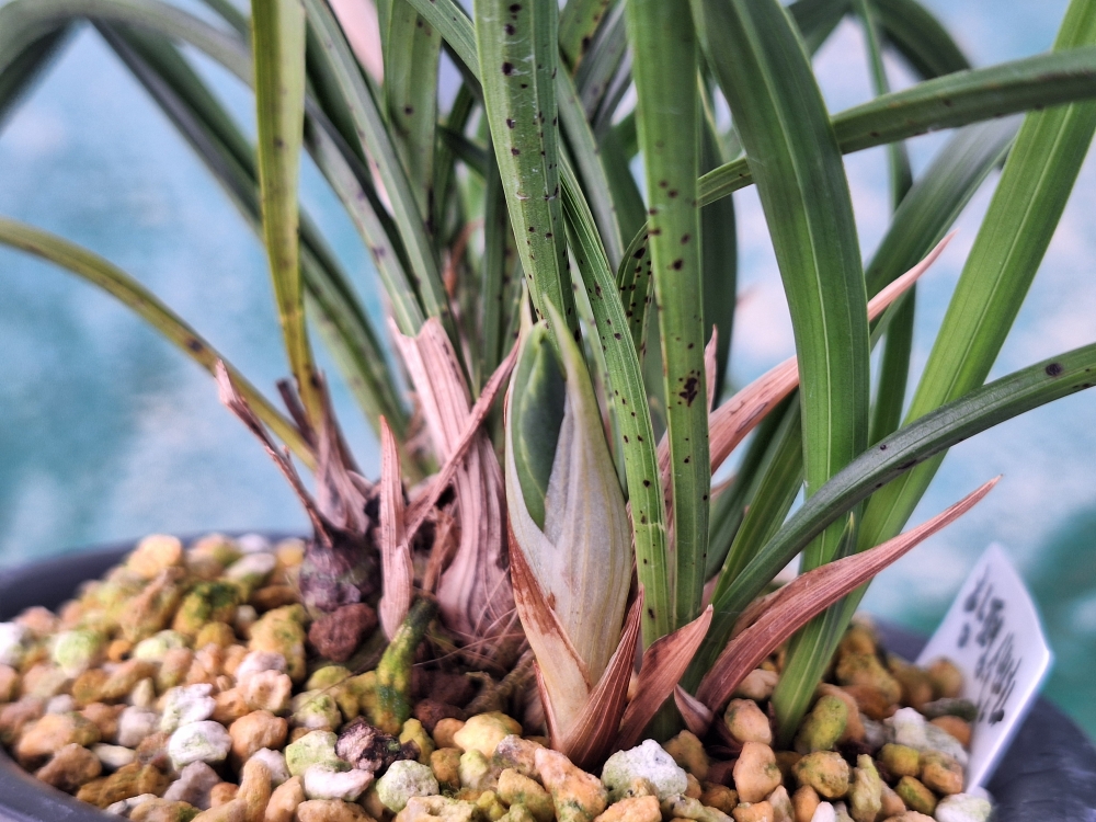 관리가 안된 산반 산반?