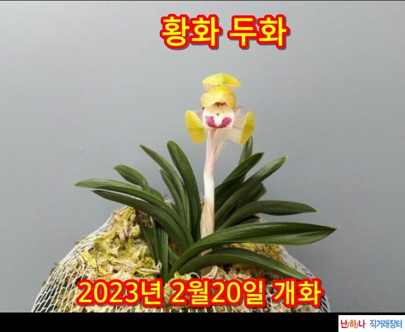 황화 두화