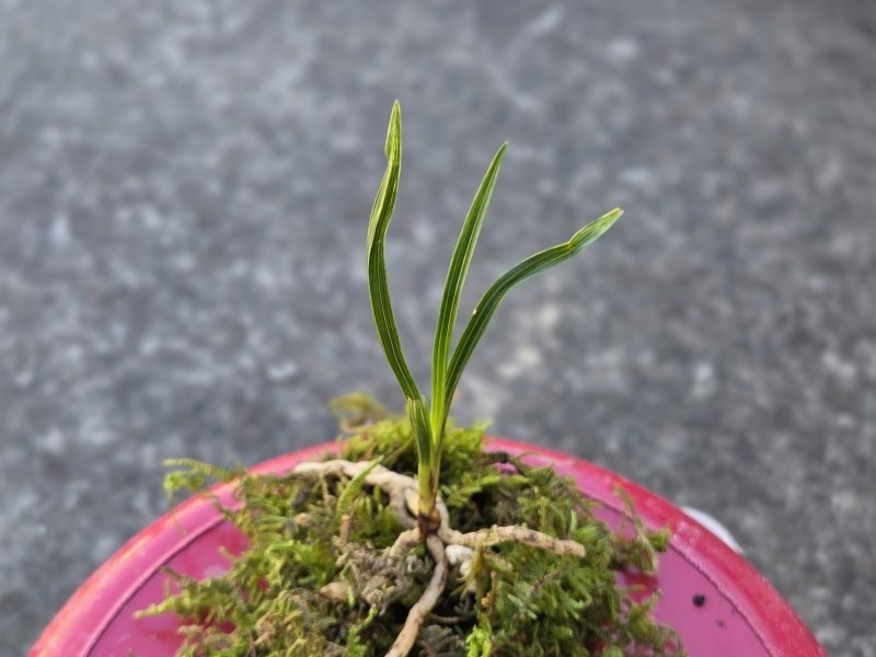 산채품 산반