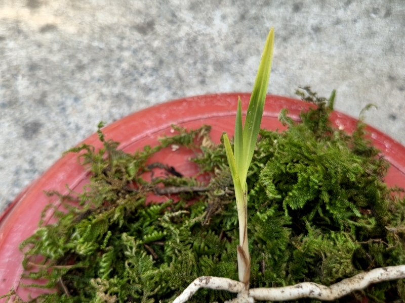산채품 서반