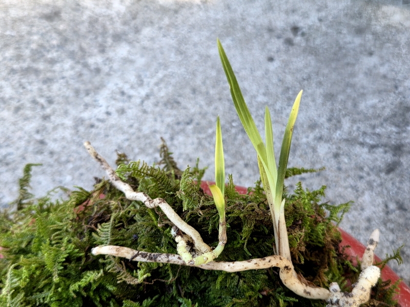 산채품 서반
